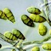Alternaria Alternaria