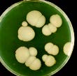 Candida Candida