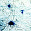 Chaetomium