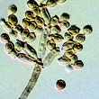 Cladosporium