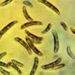 Fusarium