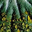 Penicillium Penicillium