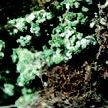 Trichoderma Trichoderma